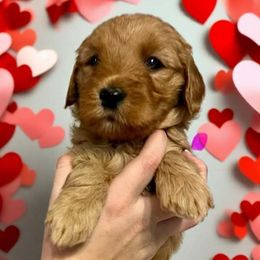 Snow White - Goldendoodle puppy from MK Goldendoodles