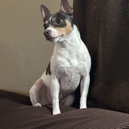 Gabby - Rat Terrier