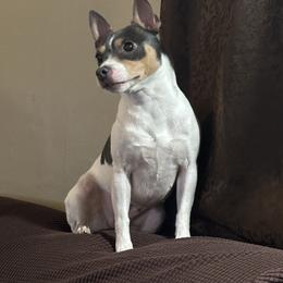 Gabby - Rat Terrier