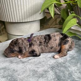 Indie - Merle female Sheepadoodle puppy in Los Angeles, California from Exquisite Doodles