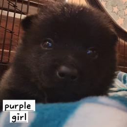 Purple girl - Black female Schipperke puppy in Grants Pass, Oregon from Walking Hart Schipperkes