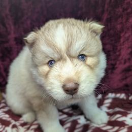 Twix - Red and white male Siberian Husky puppy in Coshocton, Ohio from Wyant Farms