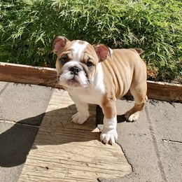 Bulldog Puppies from Magic City Kennel