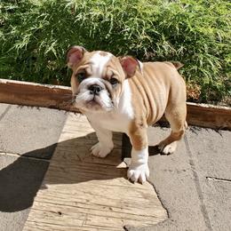 Bulldog Puppies from Magic City Kennel