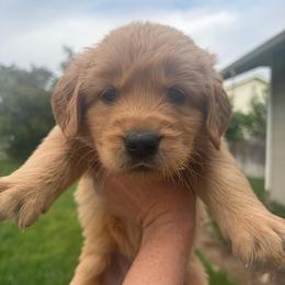 White Collar - Golden male Golden Retriever puppy in Mountain Home, Idaho from Poppy's Garden Golden Retrievers
