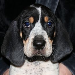 Beast Boy - Blue ticked and tan male Bluetick Coonhound puppy in Puyallup, Washington from Puyallup Bluetick Coonhounds