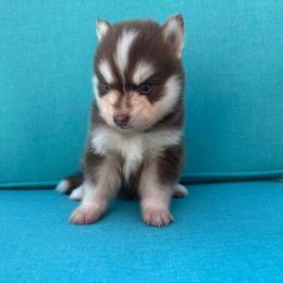 Pyro - Chocolate male Pomsky puppy in Valparaiso, Indiana from Valparaiso Pomskys