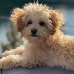 Lucy  - Maltipoo