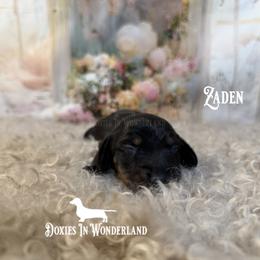 Zaden - Black and tan male Dachshund puppy in Rainier, Oregon from Doxies in Wonderland