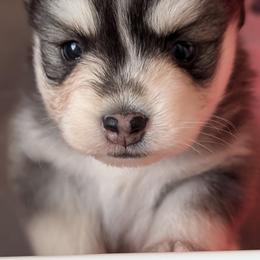 Nikki - Black and white female Pomsky puppy in Hurleyville, New York from My Crazy Pomskys