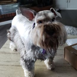 Karma - Miniature Schnauzer