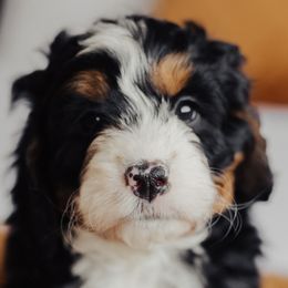 Bernedoodles from Big Butte Bernedoodles