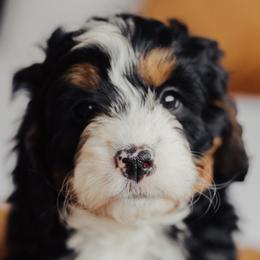 Bernedoodles from Big Butte Bernedoodles