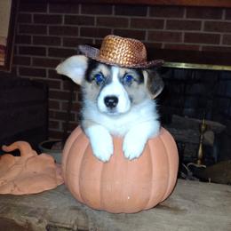 Cowboy - Black and tan male Pembroke Welsh Corgi puppy in Saltville, Virginia from Kathy's Corgis