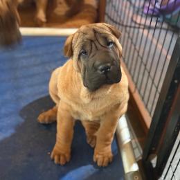 Pink collar - Red fawn female Chinese Shar-Pei puppy in Elkin, North Carolina from Martini Shar-Pei