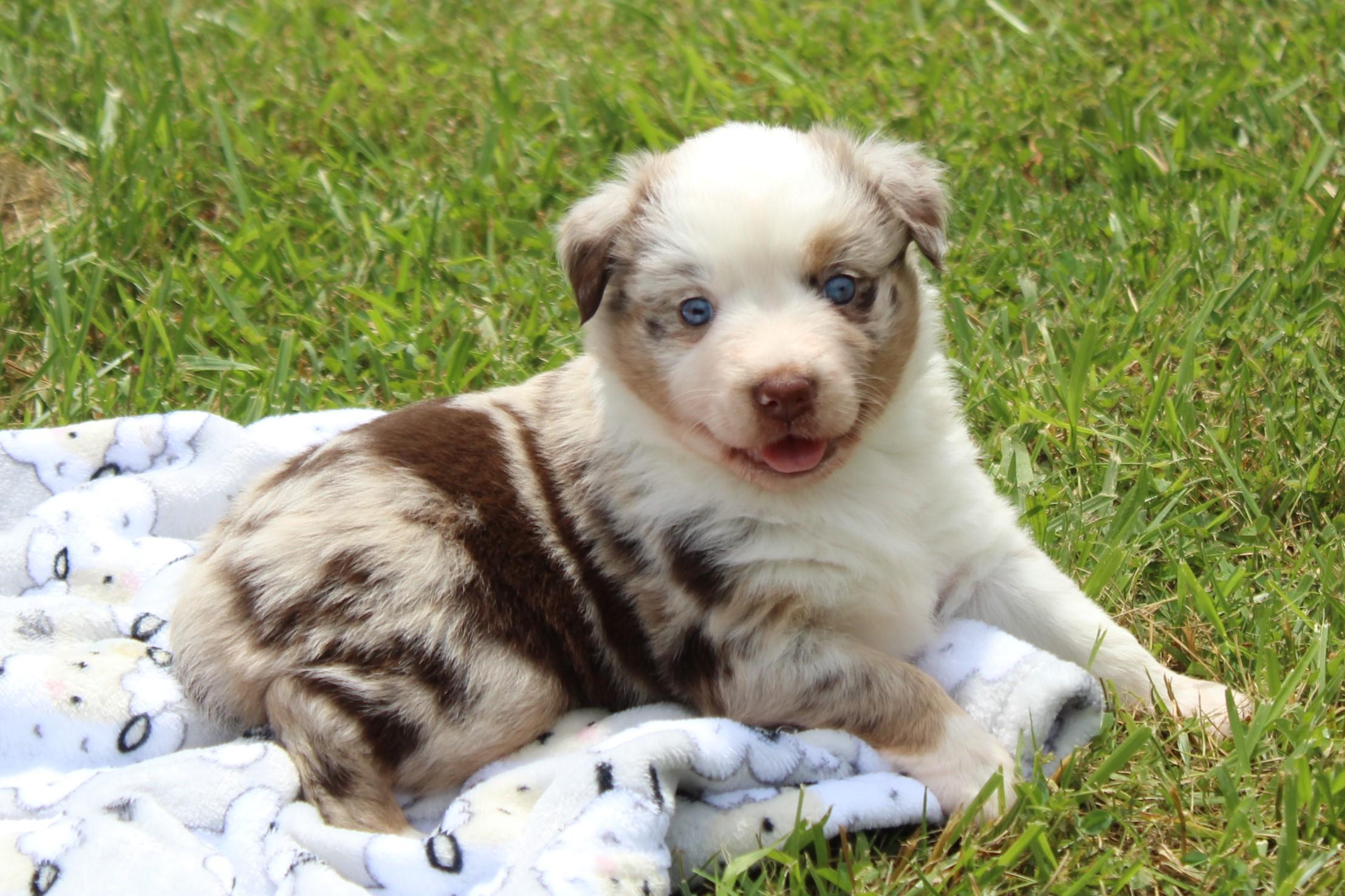 Miniature Angels Farm in Virginia | Australian Shepherd, Poodle or ...