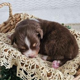 Rocky - Red tri-color male Australian Shepherd puppy in Mountain Grove, Missouri from K Bar H Farms