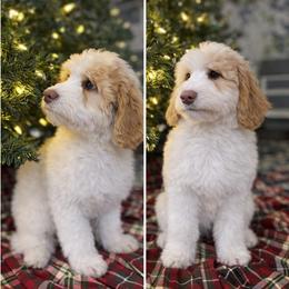 Peppermint RED PARTI (was pumpkin) - Red female Bernedoodle puppy in Lookout, California from Remington Kennels, LLC