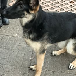 German Shepherd Puppies from Sandy’s Shepherds