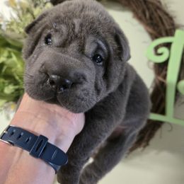 Elliott - Blue male Chinese Shar-Pei puppy in Four Oaks, North Carolina from DCSHARPEI