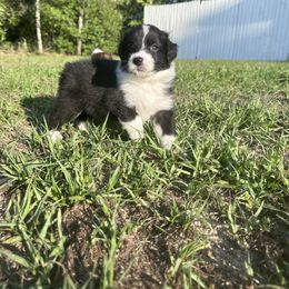 Australian Shepherd Puppies from Ace of Spades Australian Shepherds