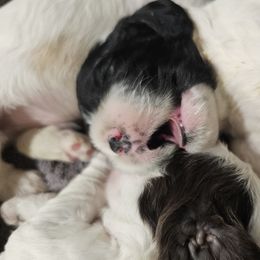 Cocker Spaniel Puppies from Carvajal Cockers