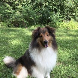 King - Shetland Sheepdog
