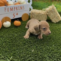 Red Smooth Male - Red male Dachshund puppy in Killeen, Texas from Southern Dachshunds