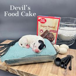 Dalmatian, Poodle, and Rhodesian Ridgeback Puppies from Ruffles, Ridges, & Spots!