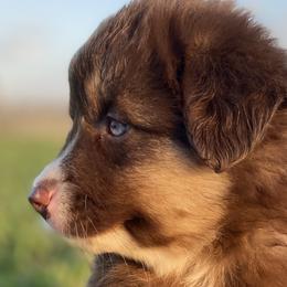 Miniature Australian Shepherds from P's Aussies