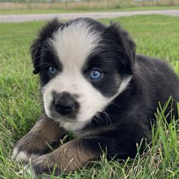 Australian Shepherds and Miniature Australian Shepherds from Hagan Farm