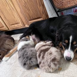 Australian Shepherd Puppies from Hartzland Farm