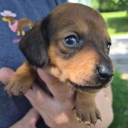 Lindsey- Blue - Red male Dachshund puppy in Frankfort, Kentucky from Gigi's Dachshunds