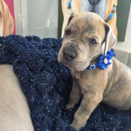 Truvy - Brindle female Great Dane puppy in Granby, Missouri from HCR Great Danes