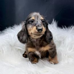 Lazlo-FULL EUROPEAN - Dapple male Dachshund puppy in Town Creek, Alabama from Davinesse Miniature Dachshunds