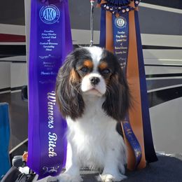 Ellie - Cavalier King Charles Spaniel