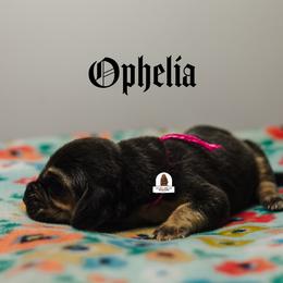 Ophelia - Black and tan female Bloodhound puppy in Wamego, Kansas from Flint Hills Hounds