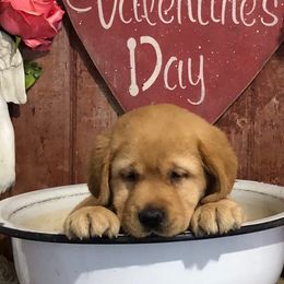 Labrador Retrievers from Owl Hill Labradors