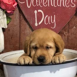 Labrador Retrievers from Owl Hill Labradors
