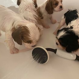 Cavalier King Charles Spaniel Puppies from CK Cavaliers