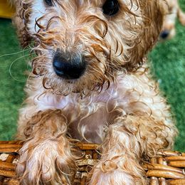 Goldendoodle Puppies from Ming’s Dynasty Doodles