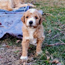 Goldendoodle Puppies from Southern Star Goldendoodles