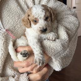 Maverick - White male Bernedoodle puppy in Yuba City, California from Ranch House Doodles