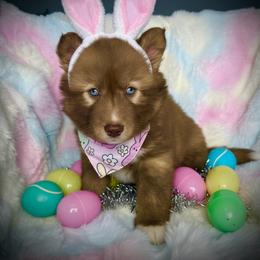 Bloom - Red and white female Siberian Husky puppy in Florence, Kentucky from Moonlight Howl Huskies