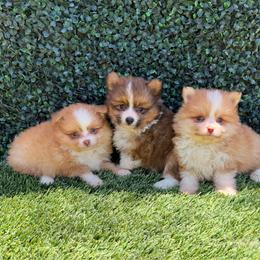 Coyote - Cream male Pomeranian puppy in San Diego, California from SD Bullies