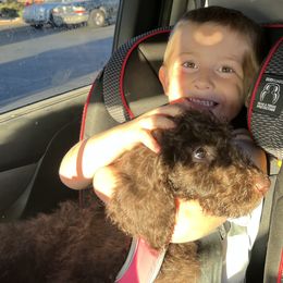 Yellow Puppy - Chocolate Labradoodle puppy in Kingman, Arizona from The Dood Ranch