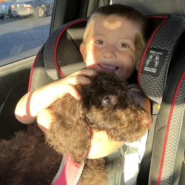 Yellow Puppy - Chocolate Labradoodle puppy in Kingman, Arizona from The Dood Ranch