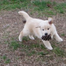 Golden Retriever Puppies from Golden Rose Kennel