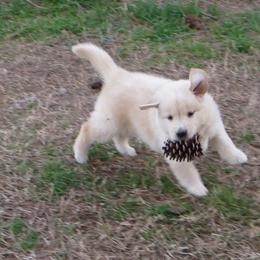 Golden Retriever Puppies from Golden Rose Kennel