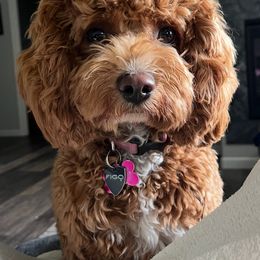 Blanche - Cavapoo